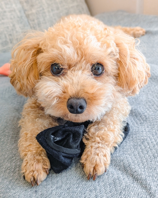 お目目がおおきいトイプードルの写真