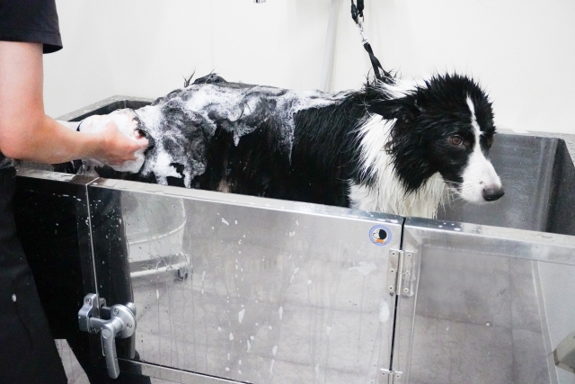 犬がシャンプーされている写真
