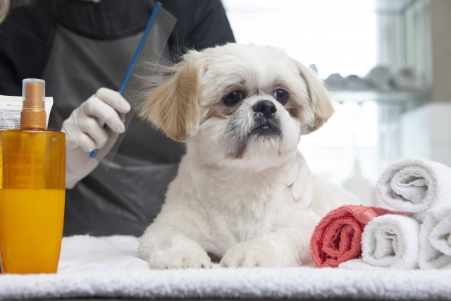 犬がコームで梳かれている様子の写真