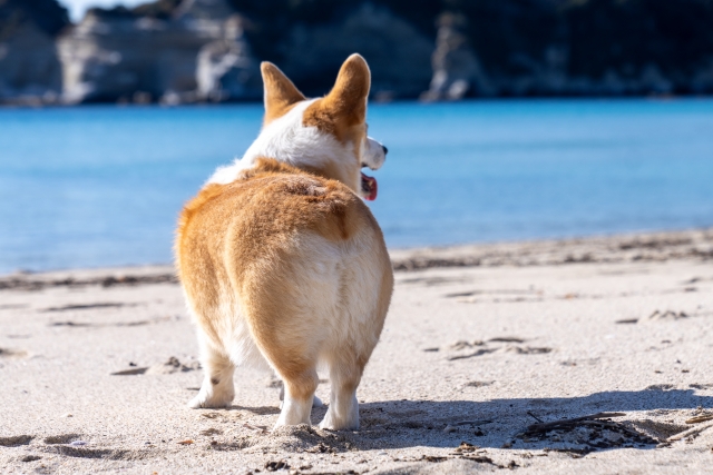 砂浜を歩くコーギーのお尻
