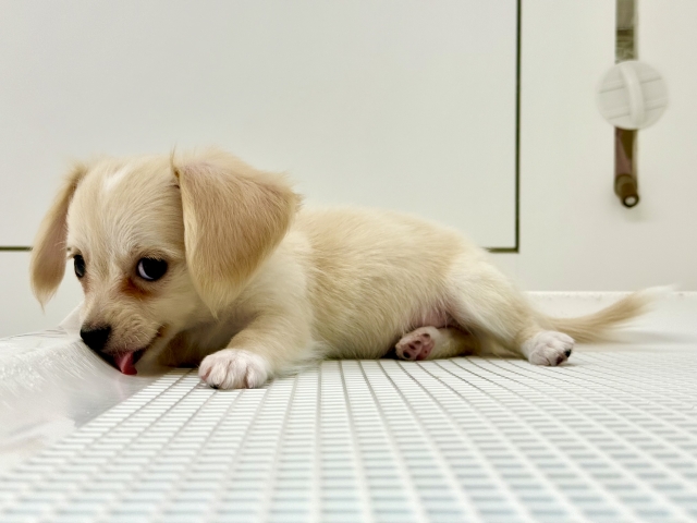ミックスの子犬