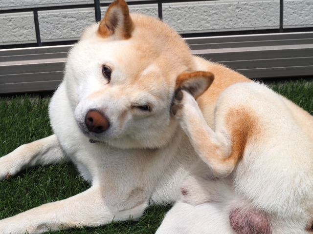 体を掻く犬