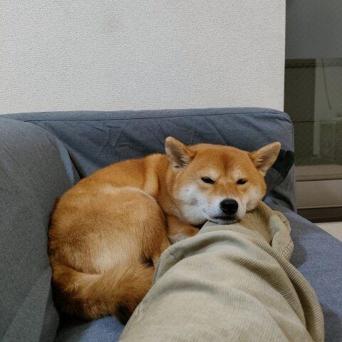 寝てる柴犬だ